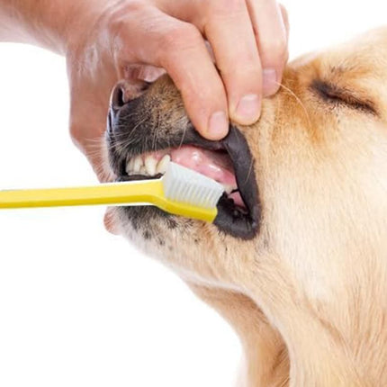 10 Pcs Pet Toothbrush Dual-End Long Handle for Dogs Cats